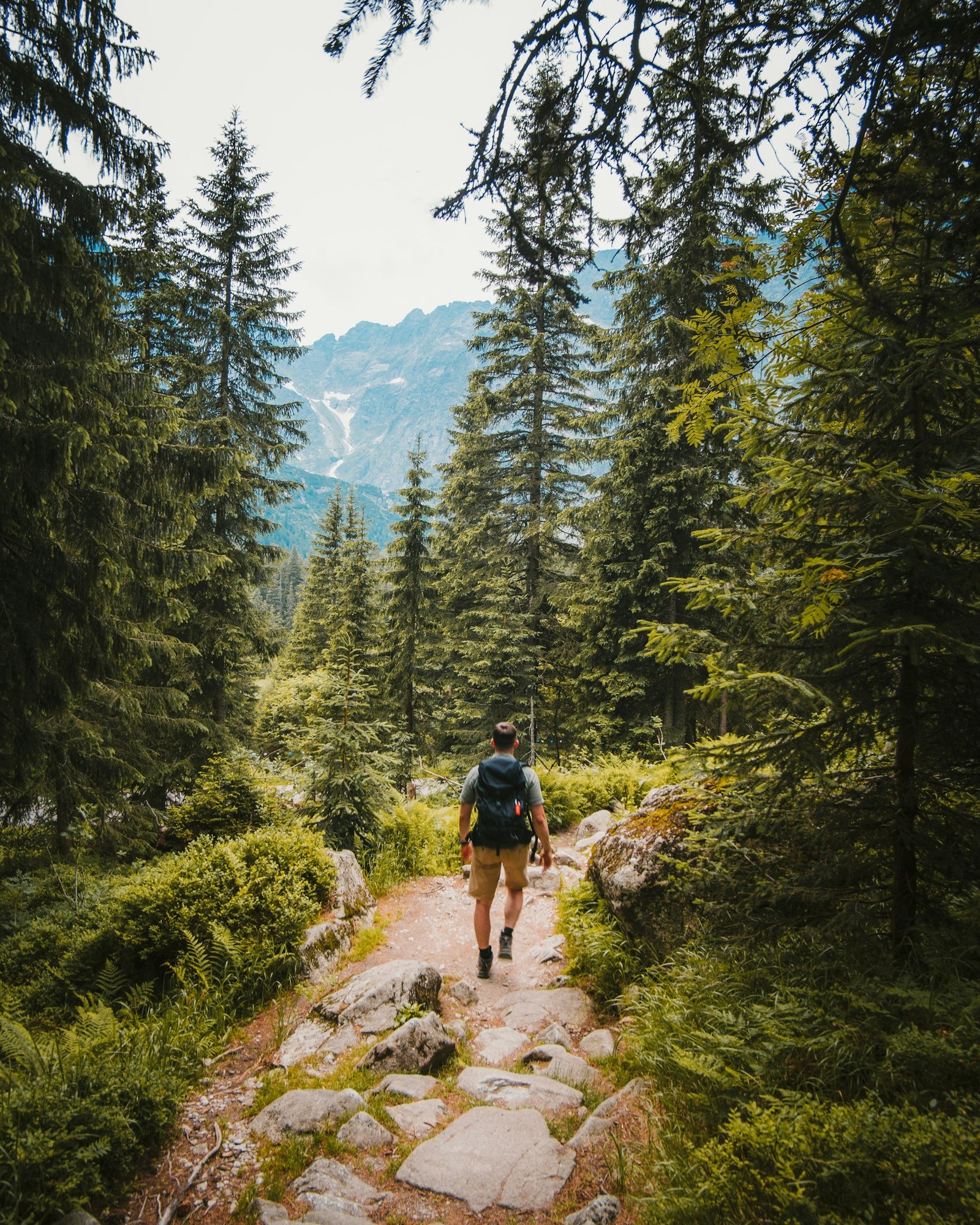 Hiker moving through a quiet forest trail